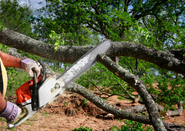 Residential Tree Removal